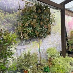 Photinia X Fraseri 'Red Robin' Pleached Form 2m Tall 5 Photinia X Fraseri 'Red Robin' Pleached Form 2m Tall -Garden Care Store 5021768148341 3