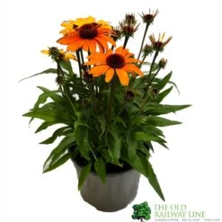 Echinacea 'Sunseekers Clementine' 3Ltr Pot