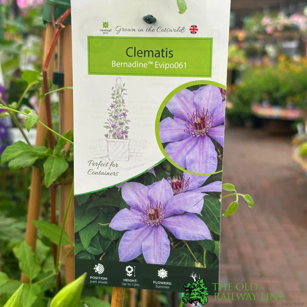 Clematis 'Bernadine' Climber 3Ltr Pot 1 Clematis 'Bernadine' Climber 3Ltr Pot