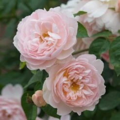 David Austin 'Gentle Hermione' Pink English Rose 6Ltr Pot 7 David Austin 'Gentle Hermione' Pink English Rose 6Ltr Pot -Garden Care Store 5031825016971 3