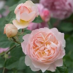 David Austin 'Gentle Hermione' Pink English Rose 6Ltr Pot 8 David Austin 'Gentle Hermione' Pink English Rose 6Ltr Pot -Garden Care Store 5031825016971 4