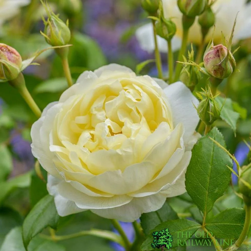 David Austin 'Vanessa Bell' Pale Yellow English Rose 6Ltr Pot 1 David Austin 'Vanessa Bell' Pale Yellow English Rose 6Ltr Pot