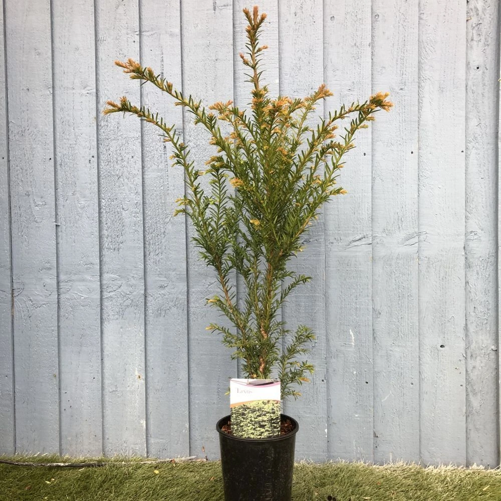 Taxus Baccata Common Yew Plant 2 Ltr 1 Taxus Baccata Common Yew Plant 2 Ltr