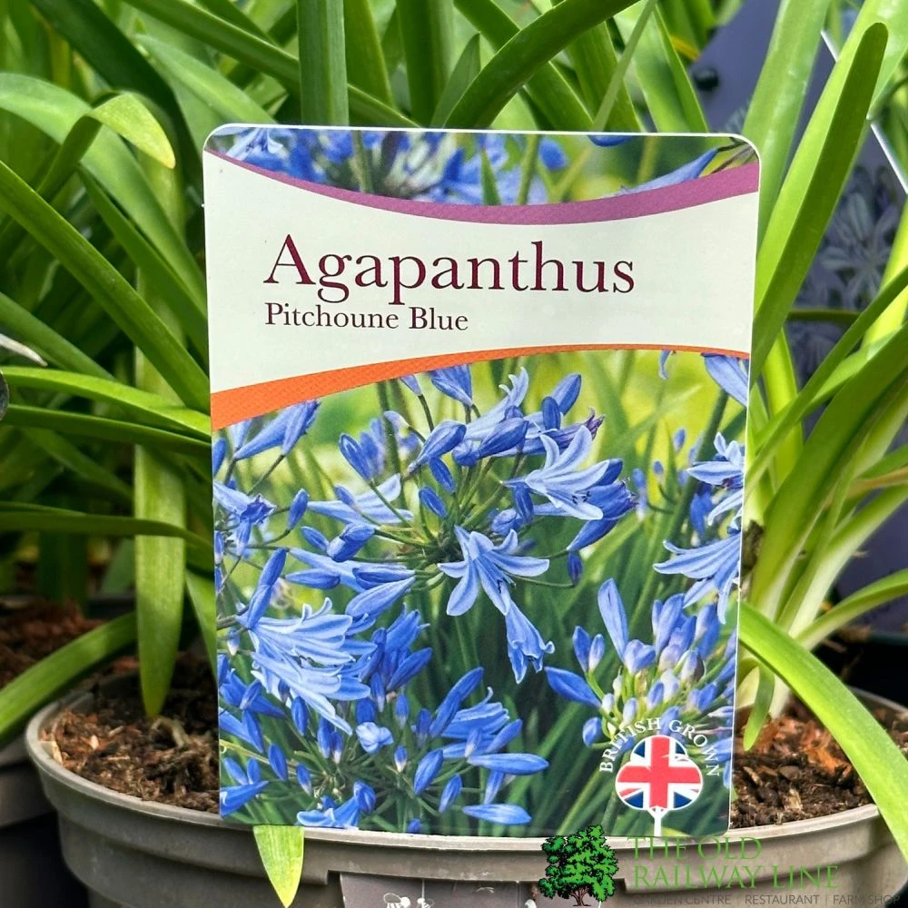 Agapanthus 'Pitchoune Blue' Plant 2Ltr Pot 1 Agapanthus 'Pitchoune Blue' Plant 2Ltr Pot