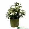 Hydrangea 'Runaway Bride' Plant 3Ltr Pot