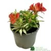 Alstroemeria 'Little Miss Zoe' Peruvian Lily