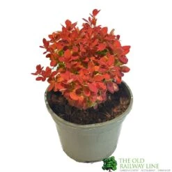 Berberis Thunbergii 'Orange Ice' 3Ltr Pot