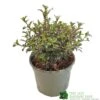 Coprosma 'Fireburst' 3Ltr Pot