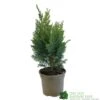 Chamaecyparis Lawsonia 'Columnaris Glauca' Conifer 3Ltr Pot