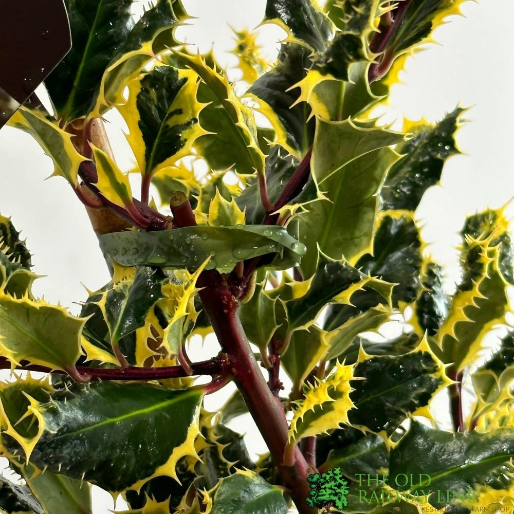 Ilex Aquifolium 'Ferox Argentea' Silver Hedgehog Holly 3Ltr Pot 2 Ilex Aquifolium 'Ferox Argentea' Silver Hedgehog Holly 3Ltr Pot - Image 2