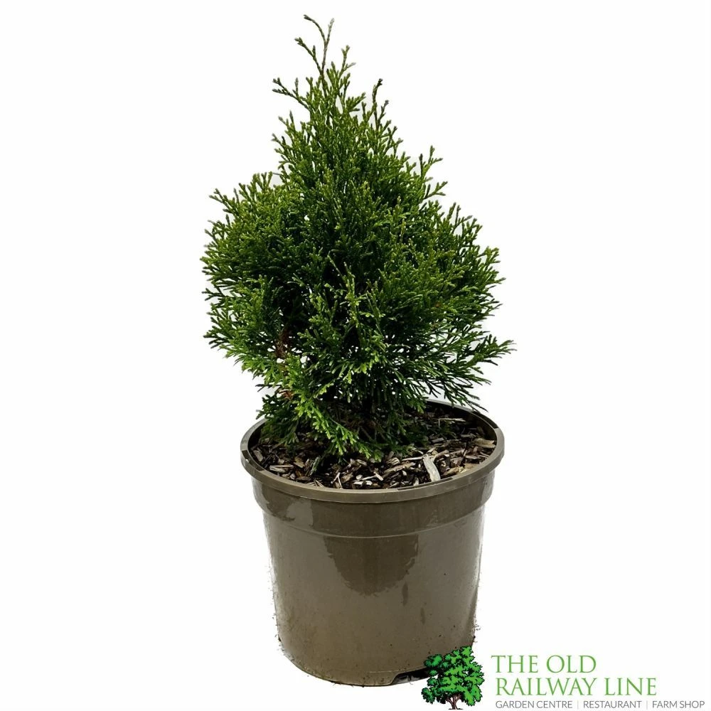 Thuja Occidentalis 'Smaragd' White Cedar Conifer 3Ltr Pot 1 Thuja Occidentalis 'Smaragd' White Cedar Conifer 3Ltr Pot