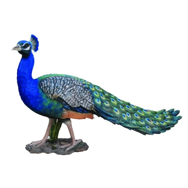 Vivid Arts 52cm Peacock - XRL-PCOK-B 1 Vivid Arts 52cm Peacock - XRL-PCOK-B