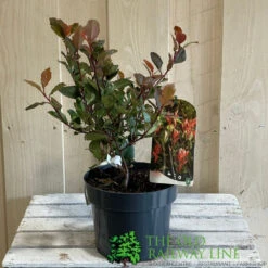 Photinia X Fraseri 'Little Red Robin' 3Ltr Pot (NL) 5 Photinia X Fraseri 'Little Red Robin' 3Ltr Pot (NL) -Garden Care Store 5055286310355 2