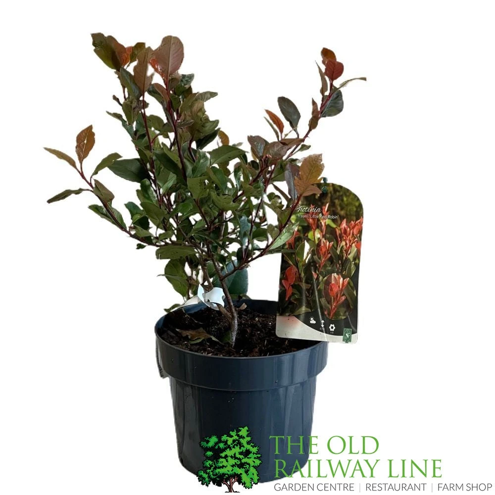Photinia X Fraseri 'Little Red Robin' 3Ltr Pot (NL) 2 Photinia X Fraseri 'Little Red Robin' 3Ltr Pot (NL) - Image 2
