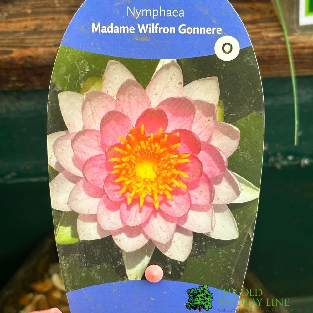 Water Lily Nymphaea Madame Wilfron Gonnere Pond Plant 3Ltr Pot 1 Water Lily Nymphaea Madame Wilfron Gonnere Pond Plant 3Ltr Pot