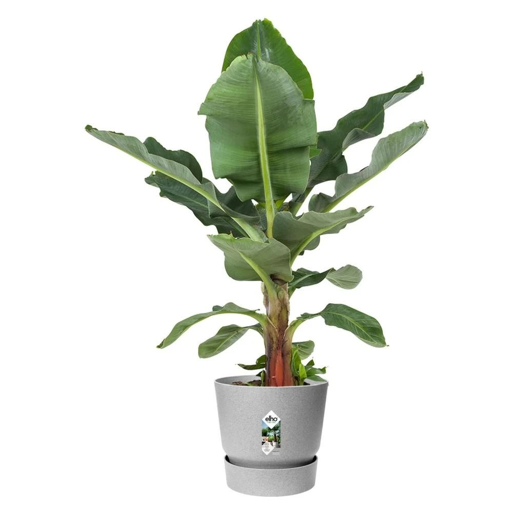 Elho 25cm Living Concrete Greenville Round Planter 2 Elho 25cm Living Concrete Greenville Round Planter - Image 2