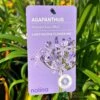 Agapanthus 'Summer Love Blue' 2Ltr Pot