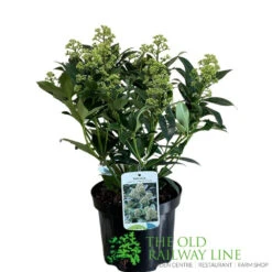 Skimmia Japonica 'Fragrant Cloud' 2Ltr Pot (NL)