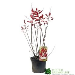 Ilex Verticillata 'Magical Berry' 17cm