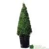 Buxus Pyramid Topiary Plant 22cm Pot