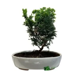 Bonsai Tree 'Chamaecyparis' Outdoor Bonsai 20cm Pot