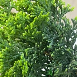 Bonsai Tree 'Chamaecyparis' Outdoor Bonsai 20cm Pot -Garden Care Store 8719562861814 3