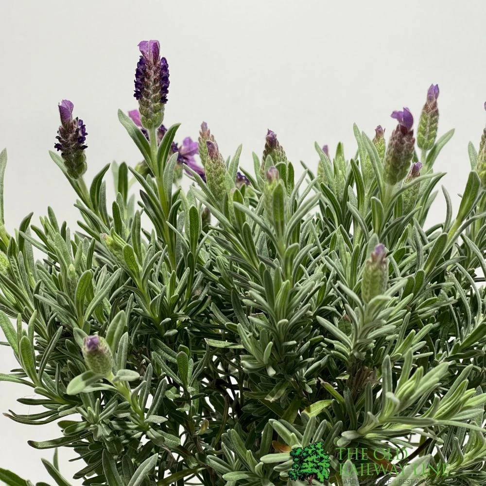 Lavandula 'Anouk' Lavender Tree 15cm Pot 2 Lavandula 'Anouk' Lavender Tree 15cm Pot - Image 2