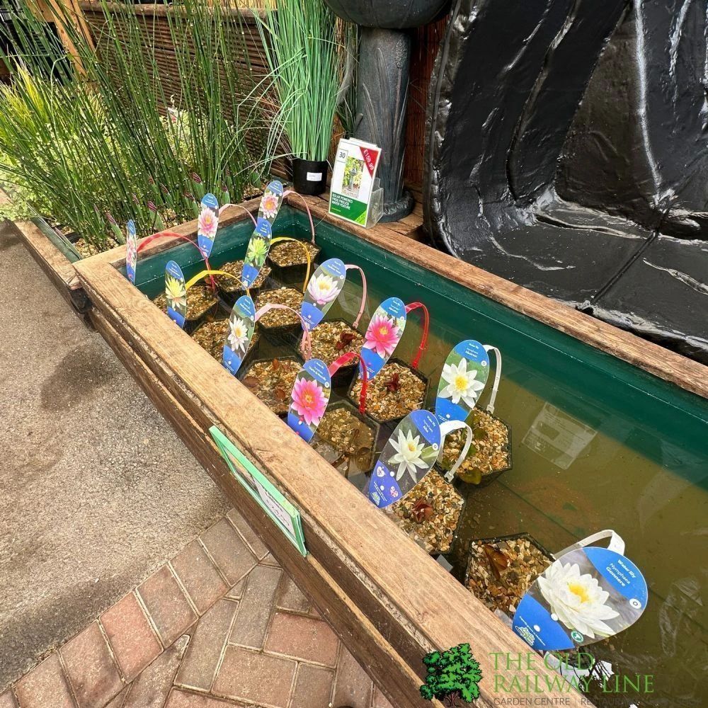 Water Lily Nymphaea Madame Wilfron Gonnere Pond Plant 3Ltr Pot 2 Water Lily Nymphaea Madame Wilfron Gonnere Pond Plant 3Ltr Pot - Image 2